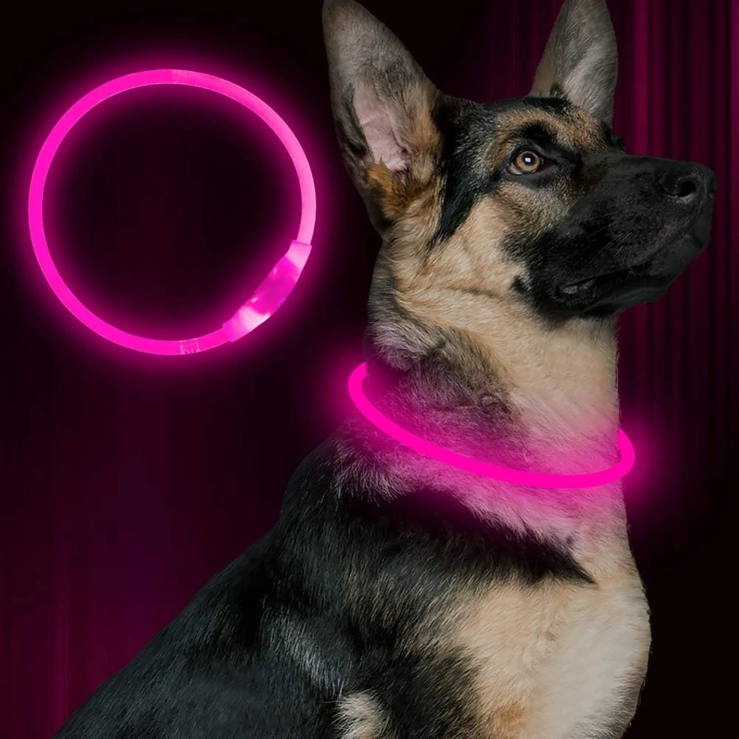 LISM LED Dog Collar for Enhanced Nighttime Safety