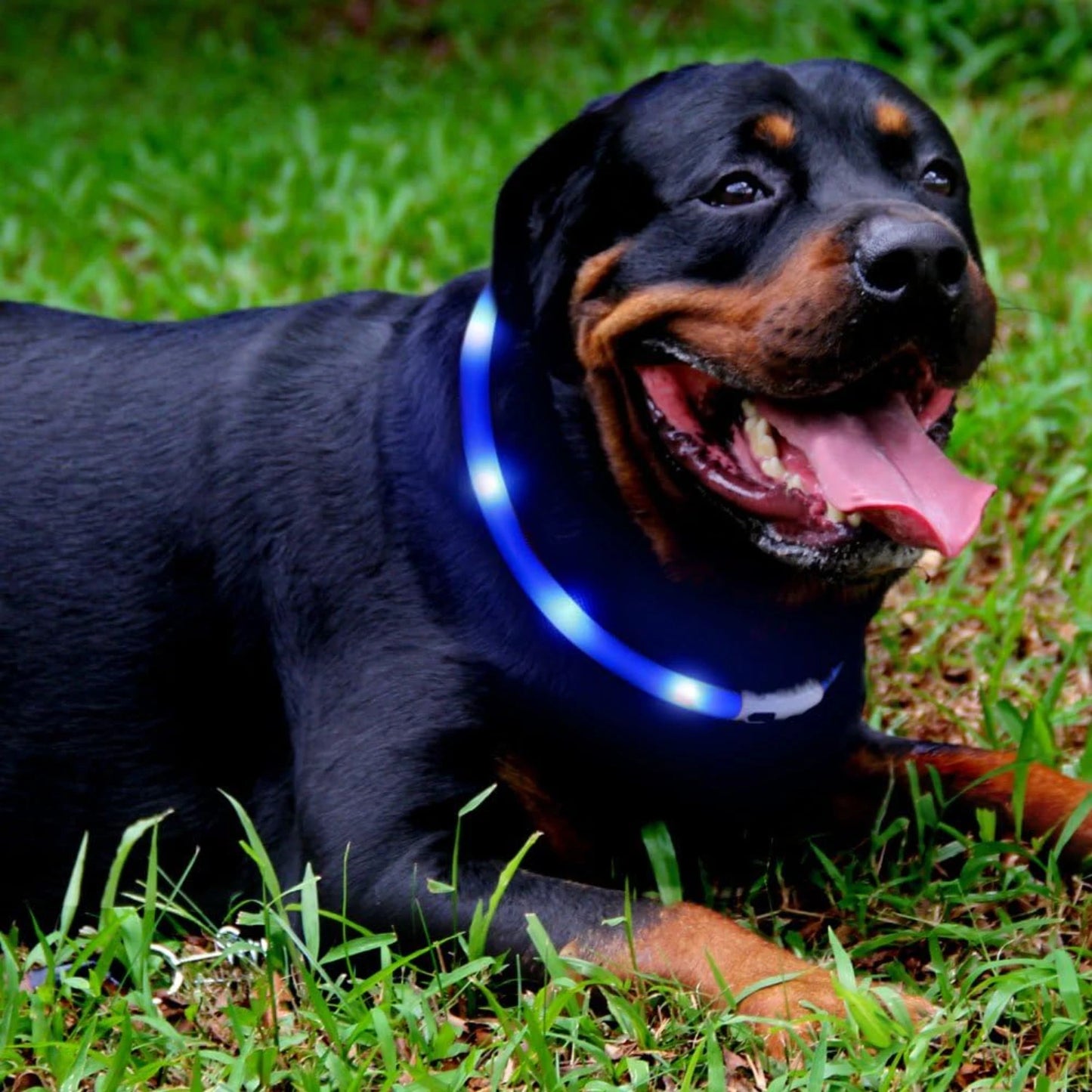 LISM LED Dog Collar for Enhanced Night Safety