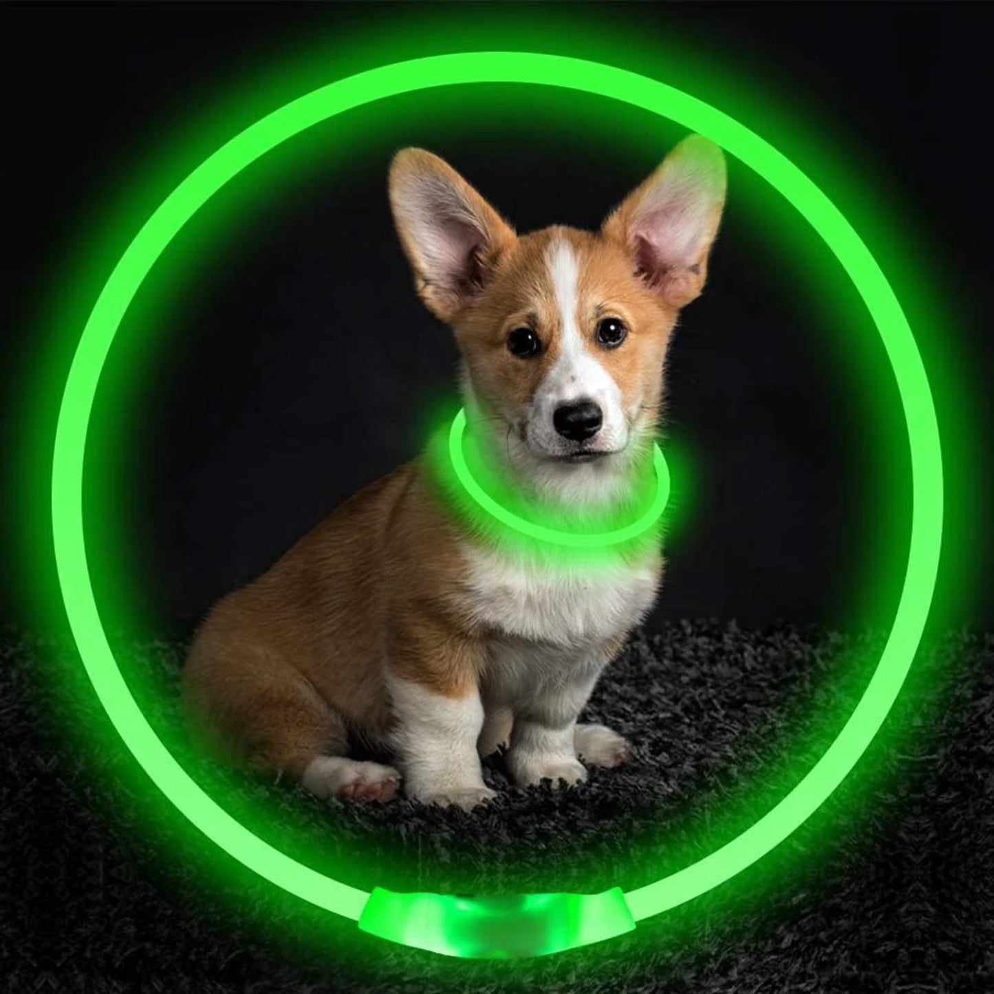 LISM LED Dog Collar for Enhanced Nighttime Safety