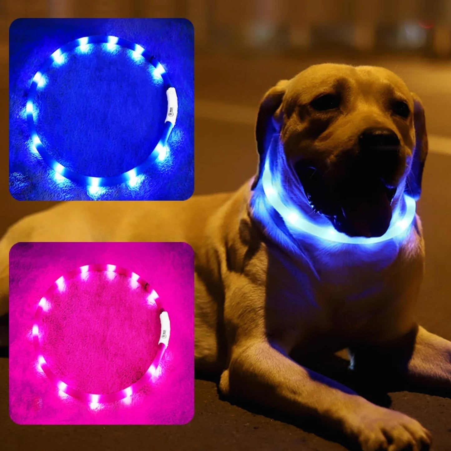 LISM LED Dog Collar for Enhanced Night Safety