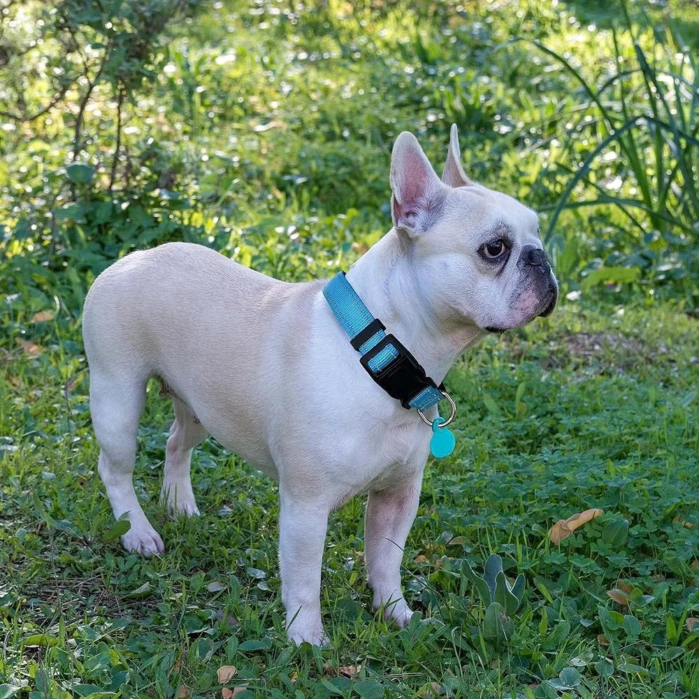 Adjustable Reflective Dog Collar with Bonus Leash for Safety