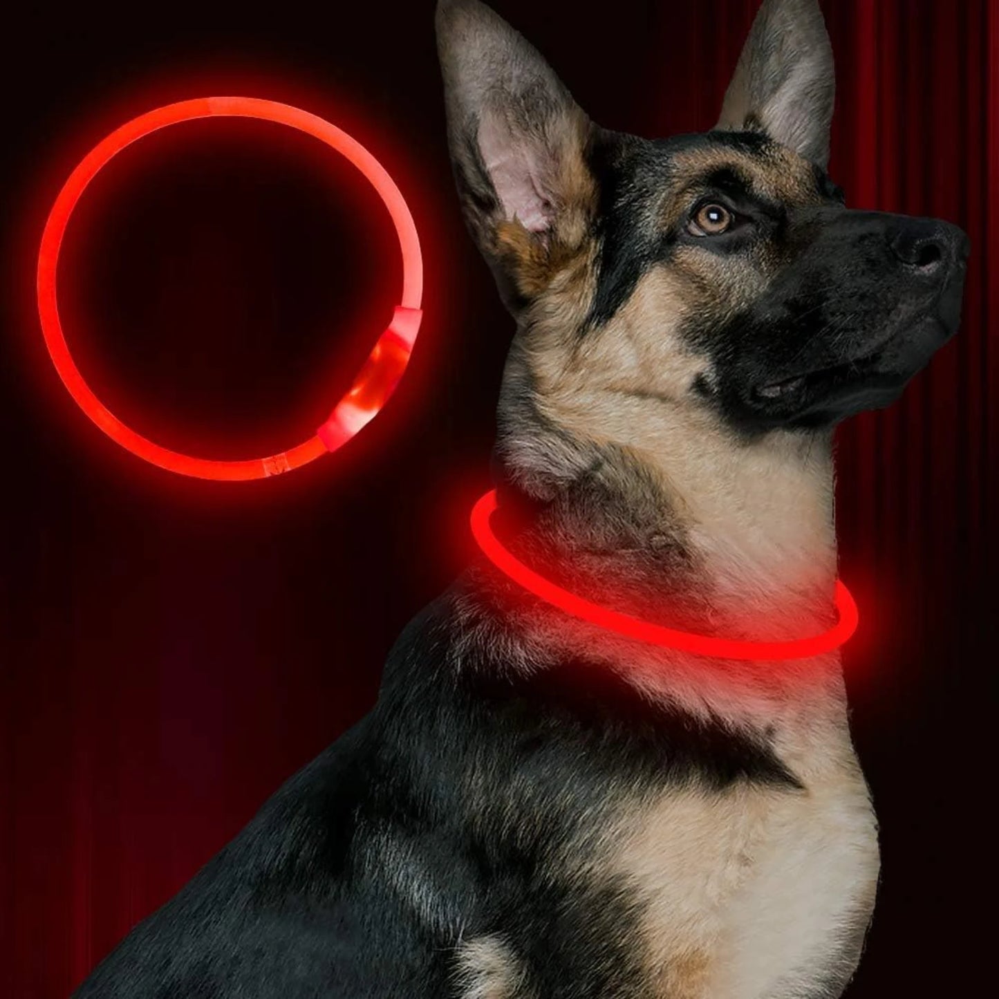 LISM LED Dog Collar for Enhanced Nighttime Safety